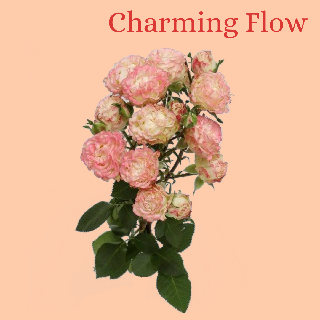 ROSE BR. CHARMING FLOW 40